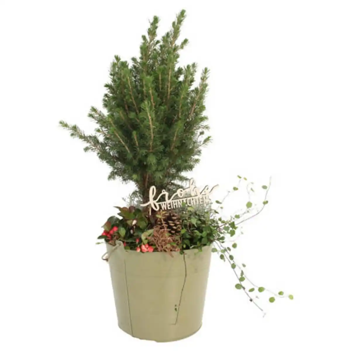 Bild 1 von GARDENLINE Zuckerhutfichte Metalleimer lackiert