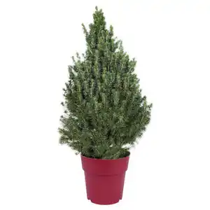 GARDENLINE Zuckerhutfichten, Rot