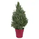 Bild 1 von GARDENLINE Zuckerhutfichten, Rot