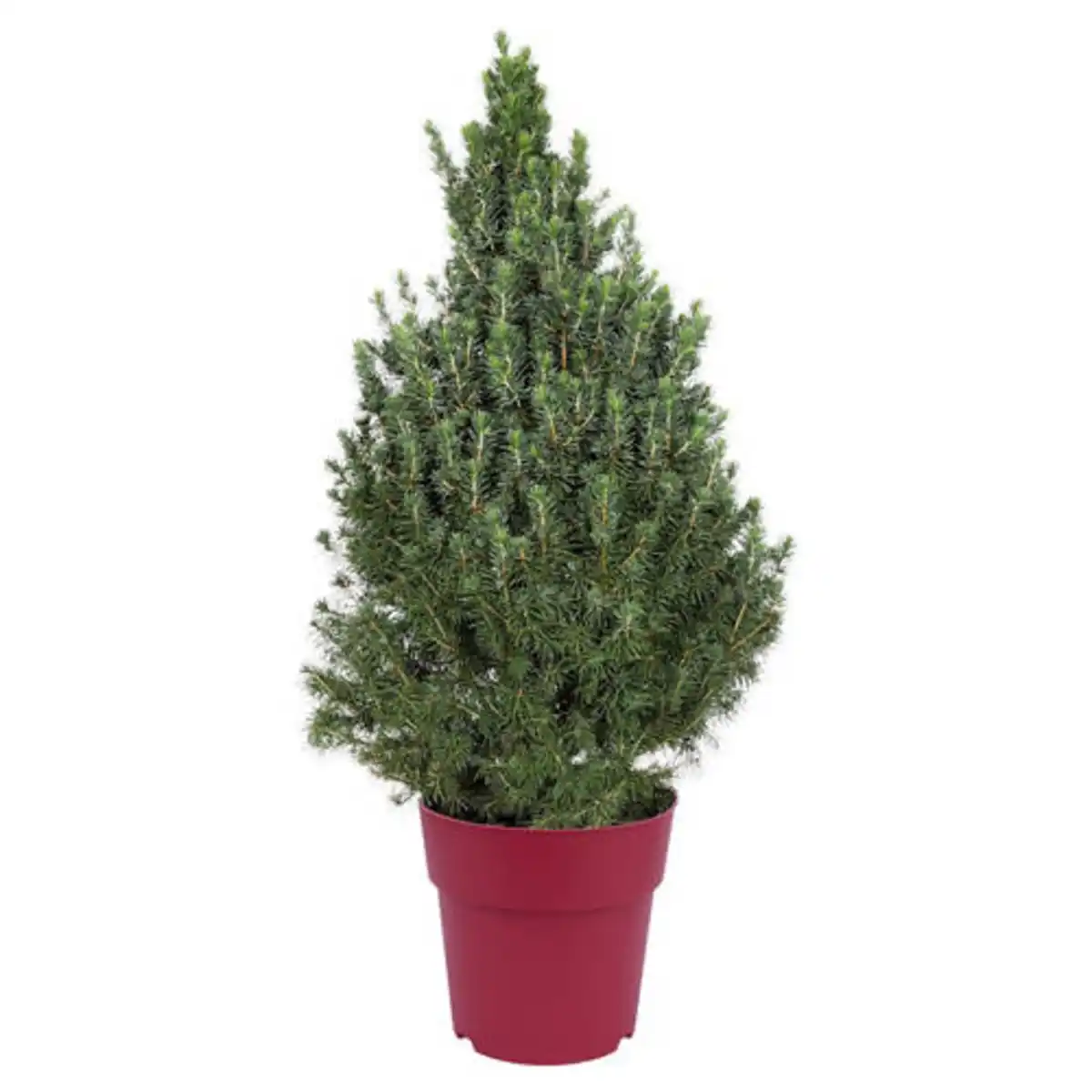 Bild 1 von GARDENLINE Zuckerhutfichten, Rot
