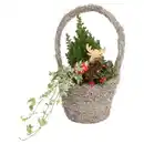 Bild 1 von GARDENLINE Scheinzypresse im Henkelkorb