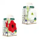 Bild 1 von GARDENLINE Amaryllis im Karton