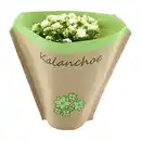 Bild 3 von GARDENLINE Kalanchoe
