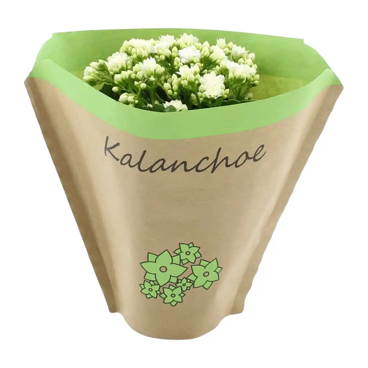 Bild 3 von GARDENLINE Kalanchoe