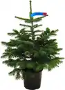 Bild 1 von Nordmanntanne Abies nordmanniana H 100 - 120 cm, 10 Liter Container, topfgewachsen