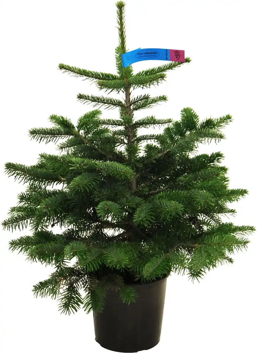 Bild 1 von Nordmanntanne Abies nordmanniana H 100 - 120 cm, 10 Liter Container, topfgewachsen
