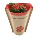 Bild 2 von GARDENLINE Kalanchoe