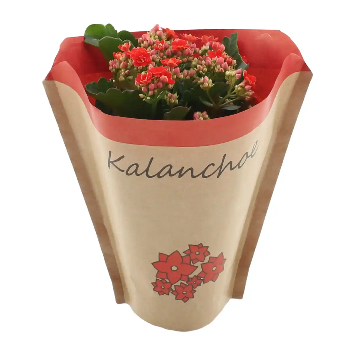 Bild 2 von GARDENLINE Kalanchoe