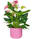 Bild 1 von Flamingoblume im Keramik-Übertopf