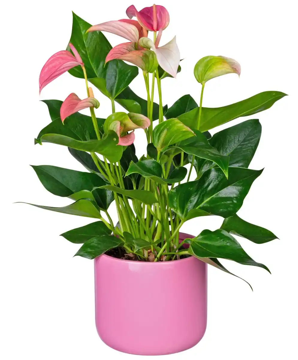 Bild 1 von Flamingoblume im Keramik-Übertopf