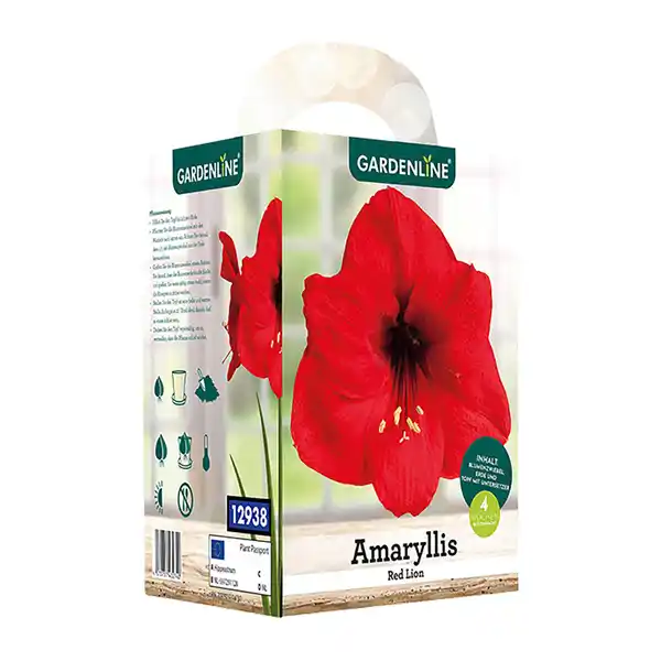 Bild 2 von GARDENLINE Amaryllis im Karton
