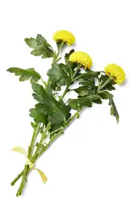Dekochrysanthemen Anastasia oder Boris, Bund