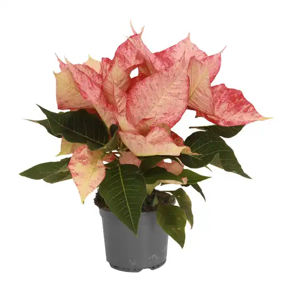 Bild 3 von GARDENLINE Weihnachtsstern