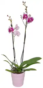 Orchidee