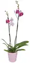 Bild 1 von Orchidee