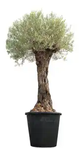 Olivenbaum „Oldi“ ca. 3 m hoch