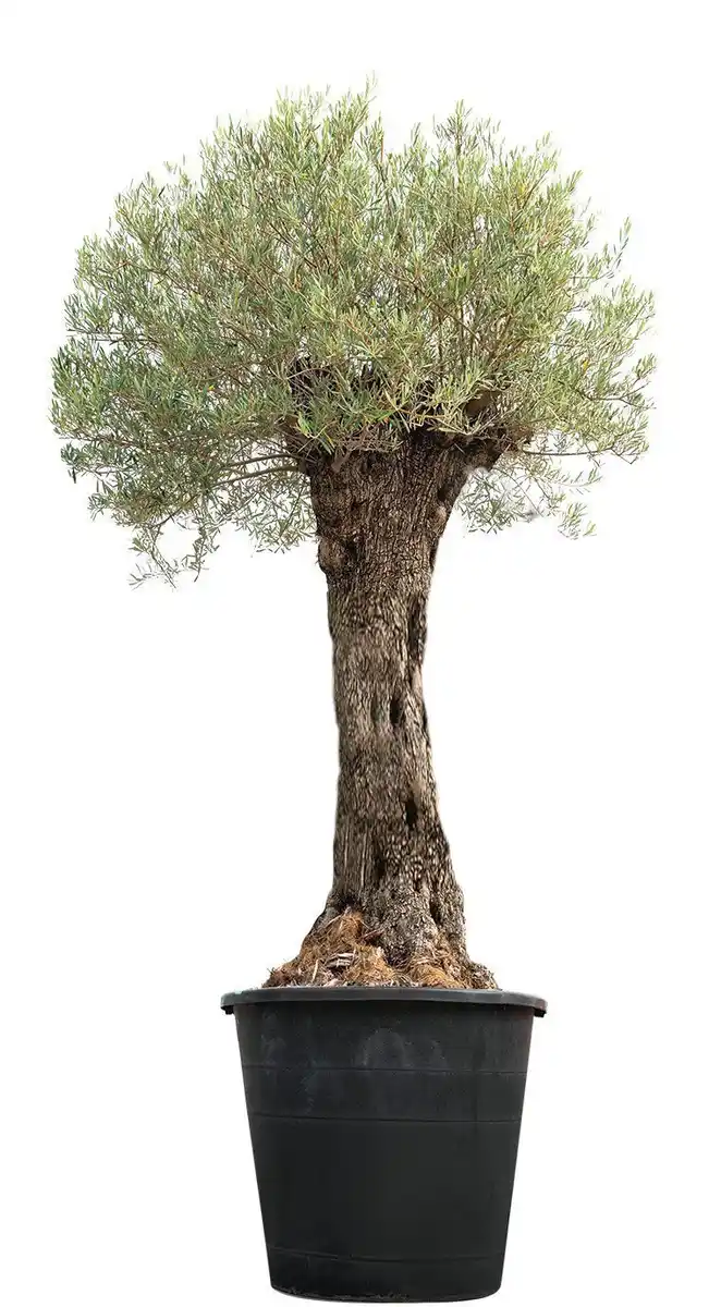 Bild 1 von Olivenbaum „Oldi“ ca. 3 m hoch