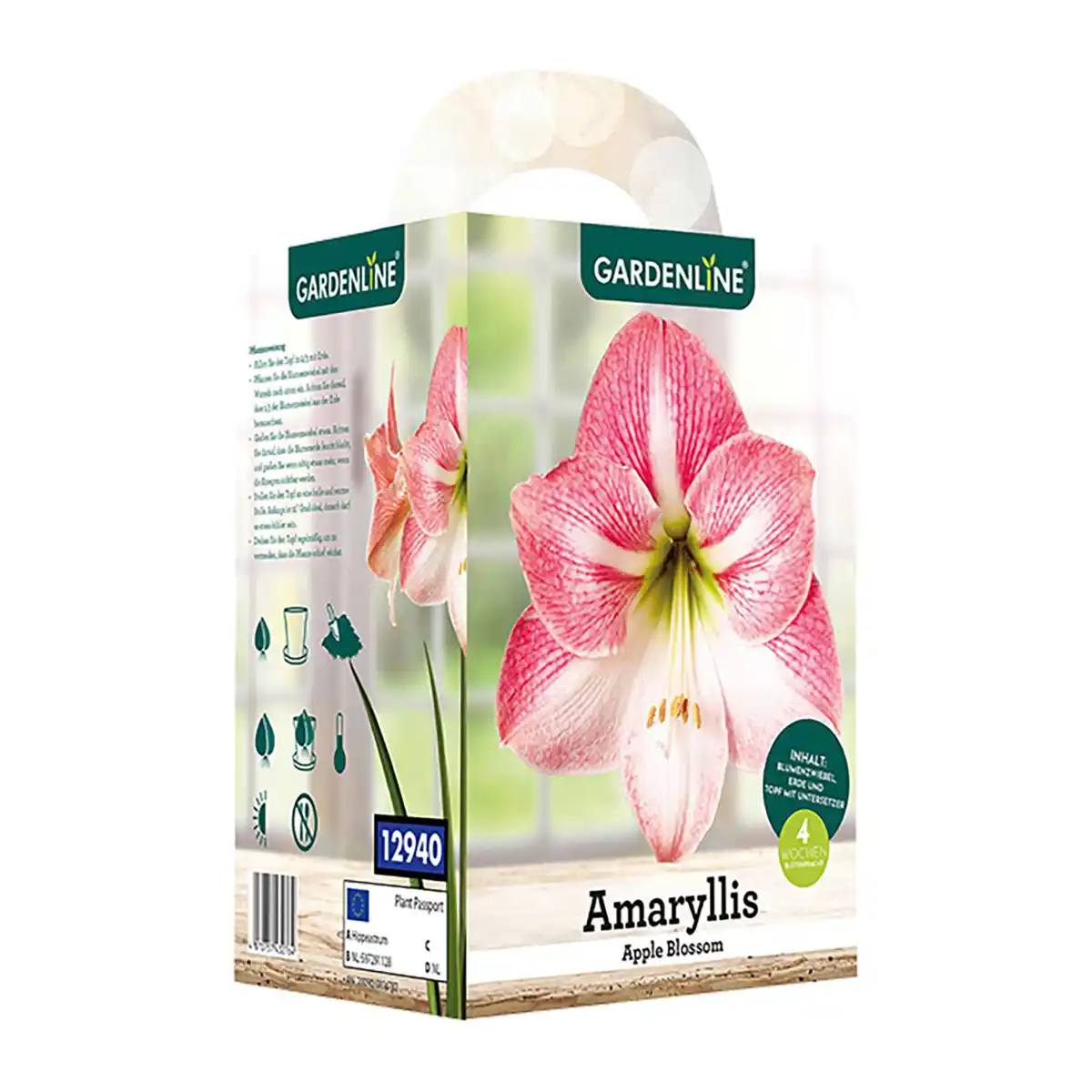Bild 4 von GARDENLINE Amaryllis im Karton