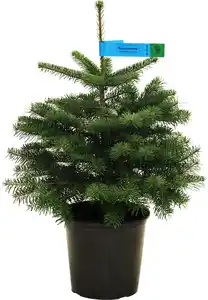 Nordmanntanne Abies nordmanniana H 80 - 100 cm, 10 Liter Container, topfgewachsen