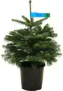 Bild 1 von Nordmanntanne Abies nordmanniana H 80 - 100 cm, 10 Liter Container, topfgewachsen