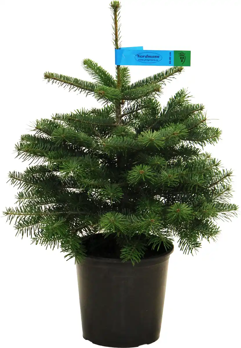 Bild 1 von Nordmanntanne Abies nordmanniana H 80 - 100 cm, 10 Liter Container, topfgewachsen