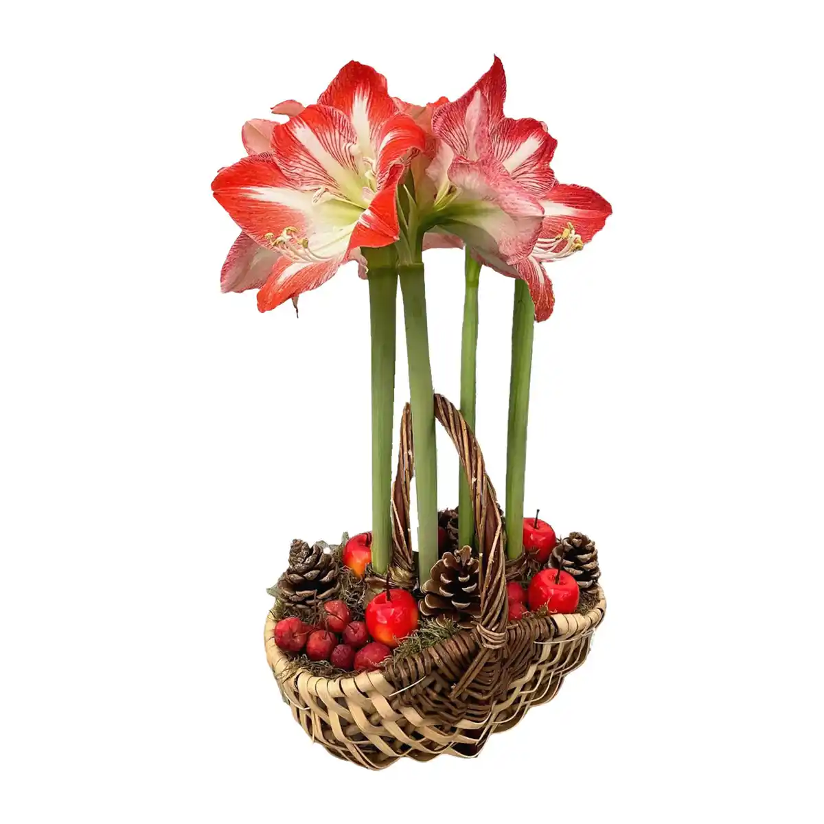 Bild 2 von GARDENLINE Amaryllis im Korb / Schale