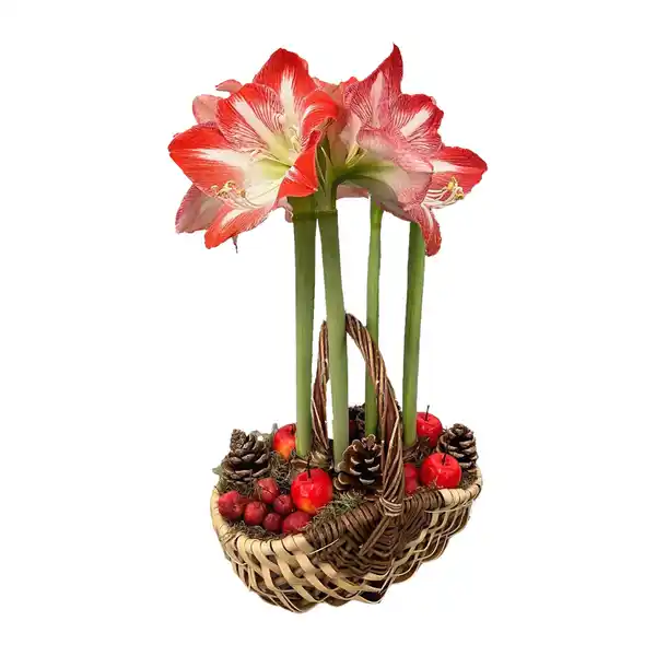 Bild 2 von GARDENLINE Amaryllis im Korb / Schale