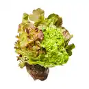 Bild 1 von Salat mit Wurzelballen