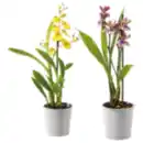 Bild 1 von Orchideen-Mix „Exotisch“