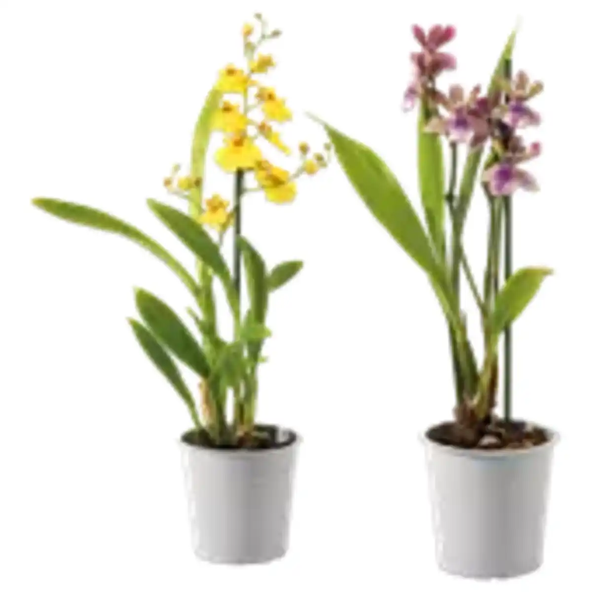 Bild 1 von Orchideen-Mix „Exotisch“