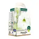 Bild 3 von GARDENLINE Amaryllis im Karton