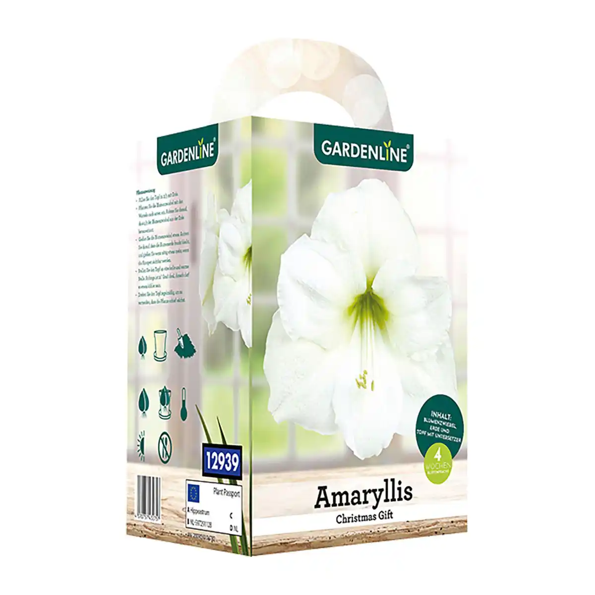 Bild 3 von GARDENLINE Amaryllis im Karton