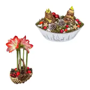 GARDENLINE Amaryllis im Korb / Schale