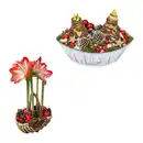 Bild 1 von GARDENLINE Amaryllis im Korb / Schale