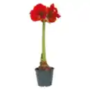Bild 1 von Amaryllis im Topf
