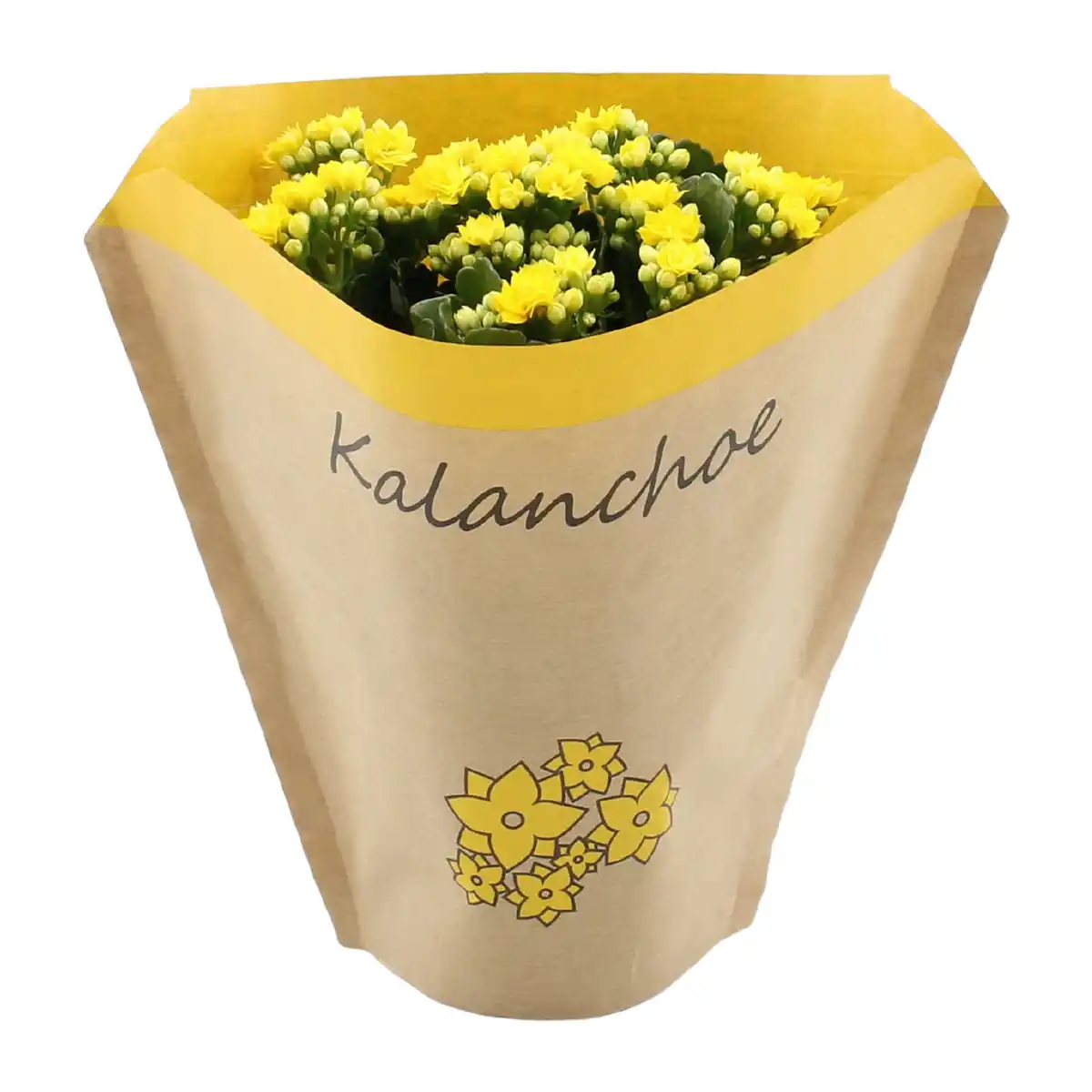 Bild 4 von GARDENLINE Kalanchoe
