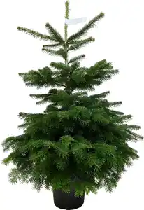 Nordmanntanne Abies nordmanniana H 120 - 140 cm, 10 Liter Container, topfgewachsen