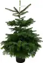 Bild 1 von Nordmanntanne Abies nordmanniana H 120 - 140 cm, 10 Liter Container, topfgewachsen