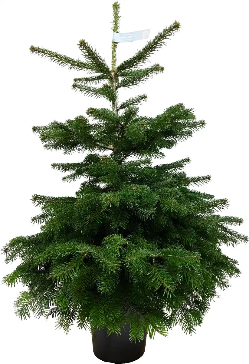 Bild 1 von Nordmanntanne Abies nordmanniana H 120 - 140 cm, 10 Liter Container, topfgewachsen