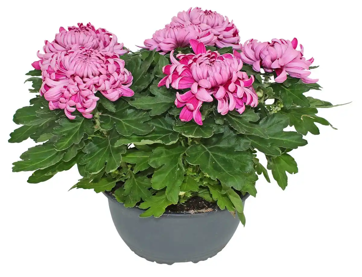 Bild 1 von Chrysanthemen