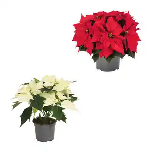 GARDENLINE Weihnachtsstern