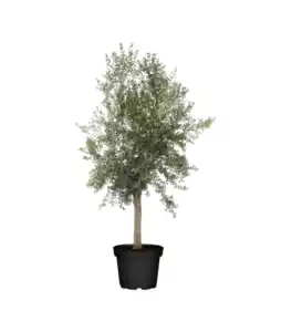 Olivenbaum