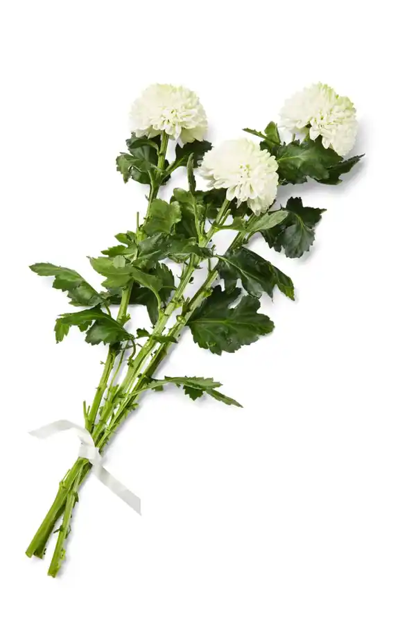 Bild 2 von Dekochrysanthemen Anastasia oder Boris, Bund