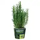 Bild 1 von GARDENLINE Frische Kräuter, Rosmarin