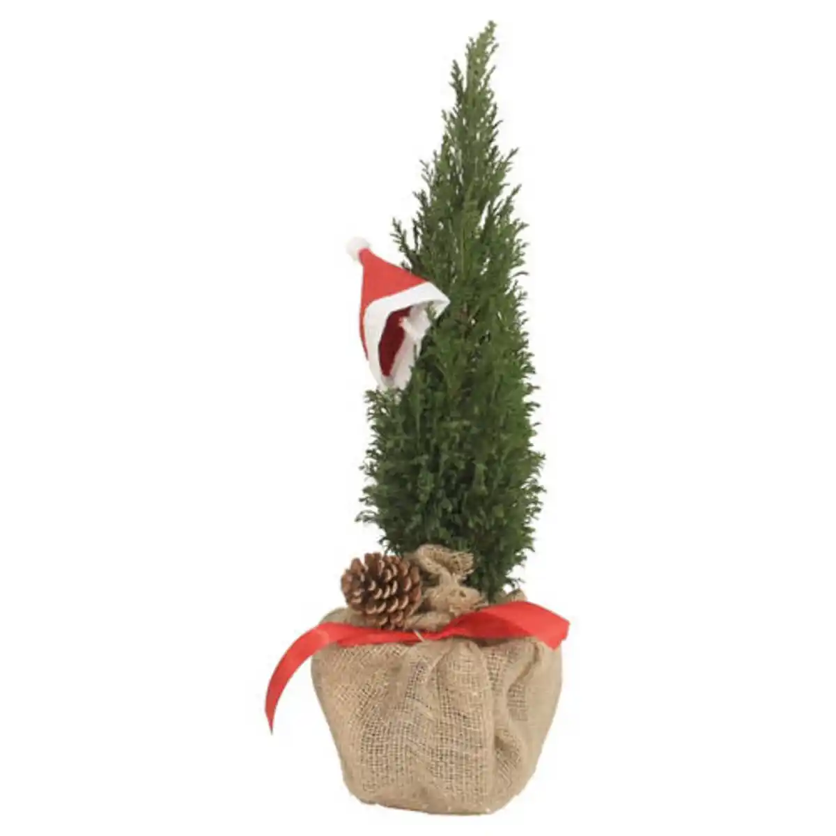 Bild 1 von GARDENLINE Geschmückte Zuckerhutfichte, Chamaecyparis