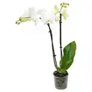 Bild 1 von GARDENLINE Orchidee, Weiß