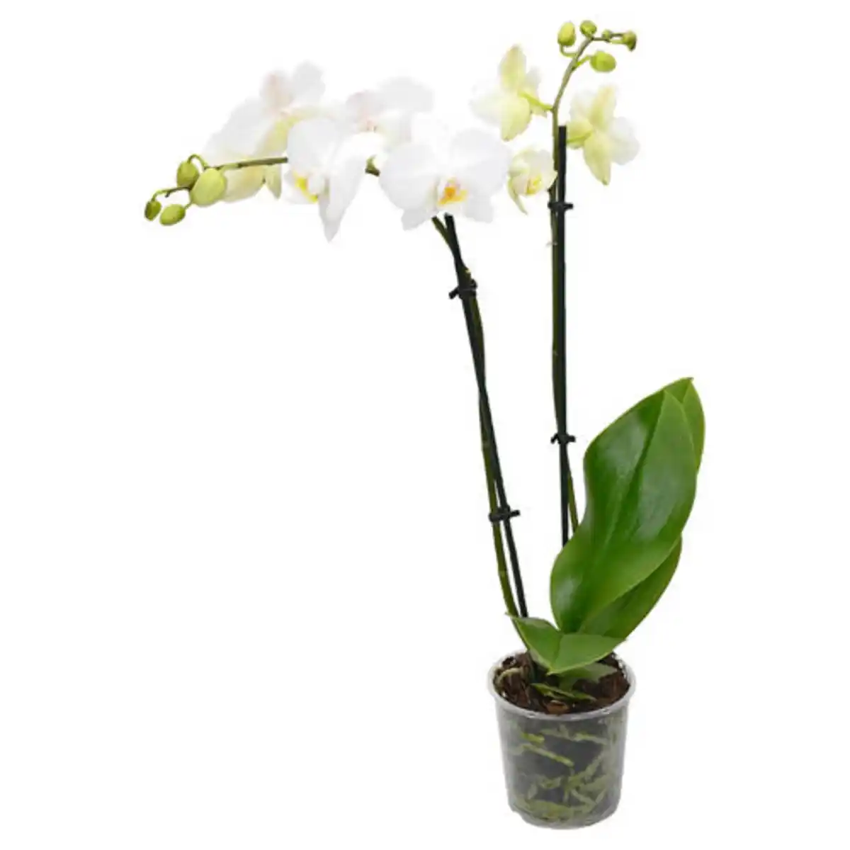 Bild 1 von GARDENLINE Orchidee, Weiß