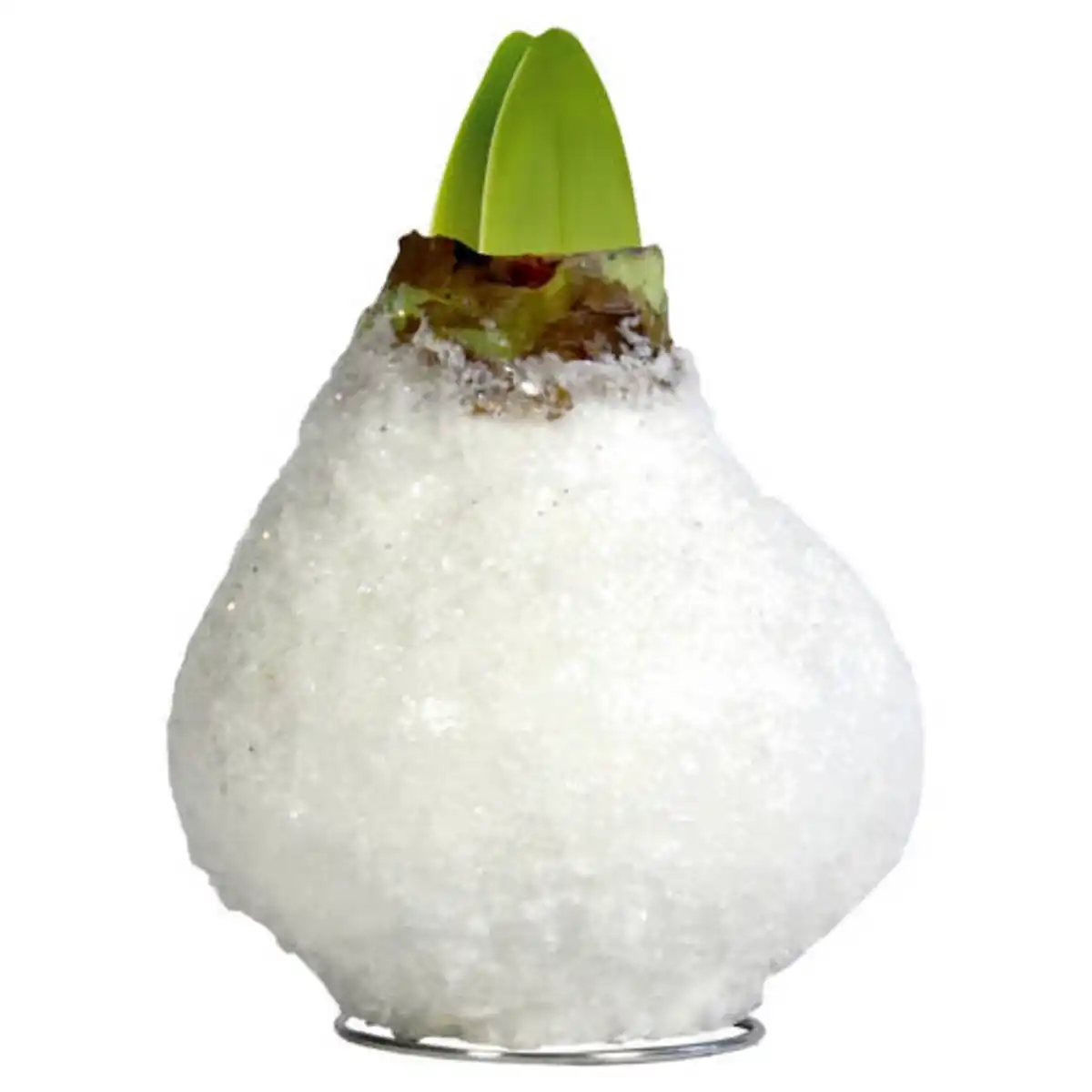 Bild 1 von GARDENLINE Amaryllis in Wachs, Weiß mit Schnee