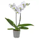 Bild 1 von GARDENLINE Orchidee, Weiß
