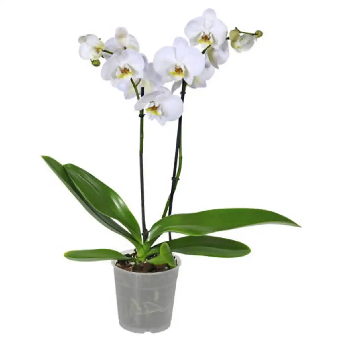 Bild 1 von GARDENLINE Orchidee, Weiß